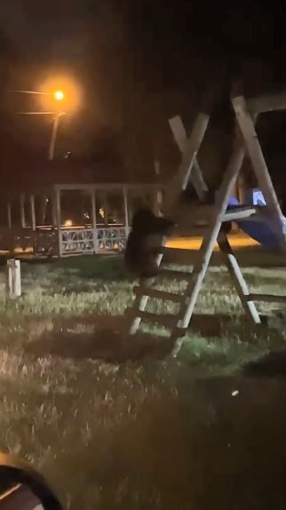 Artvin’de yavru ayıların kaydırak merakı