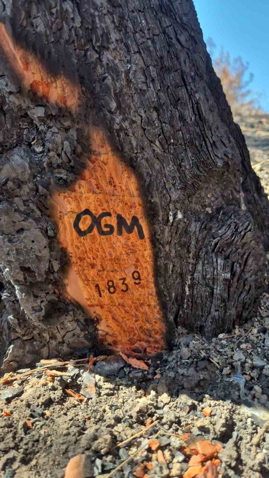 Geyve’nin yanan ormanları yeniden yeşeriyor