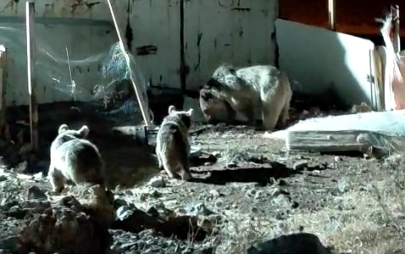 Ayı ailesi şantiyede yiyecek aradı