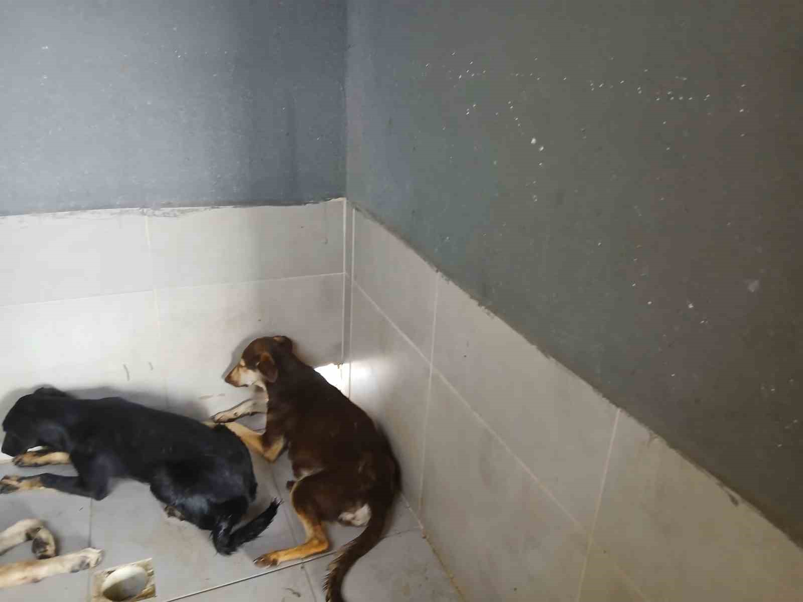 Gölcük Belediyesi’nden sosyal medyadaki hayvan barınağı iddialarına yalanlama
