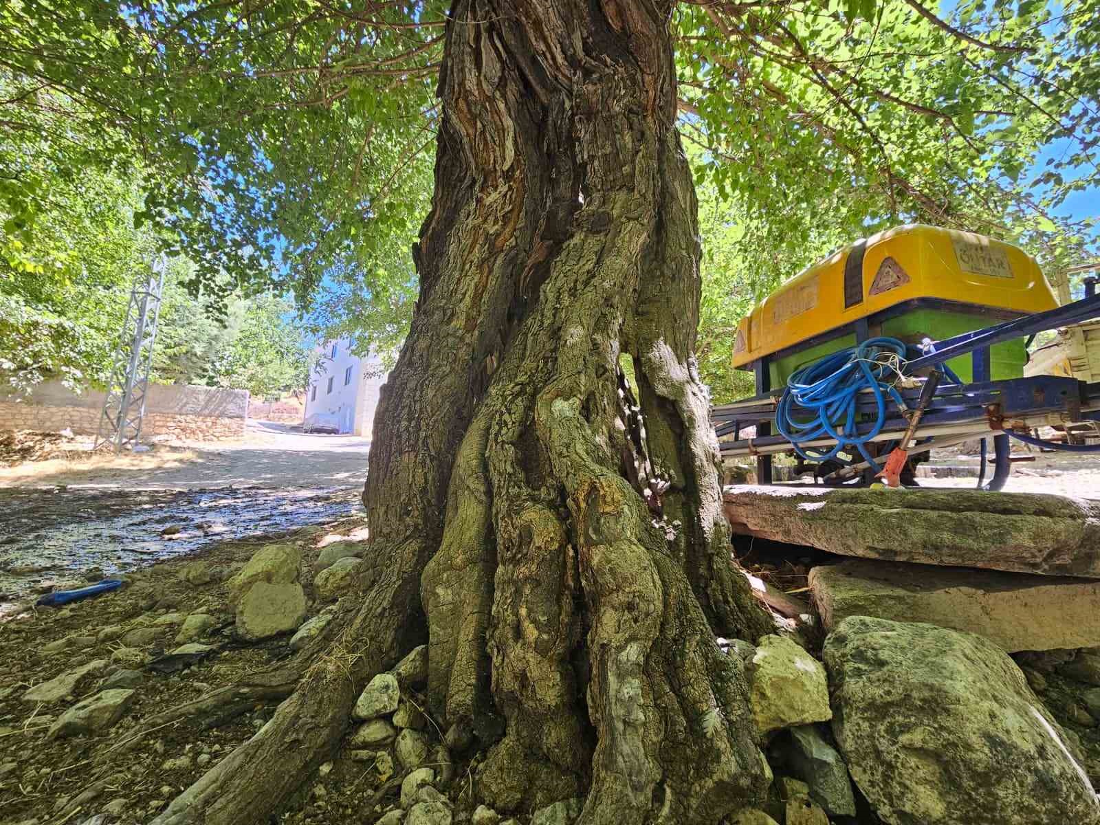 Elazığ&rsquo;da dut ağa&ccedil;ları zamana direniyor
