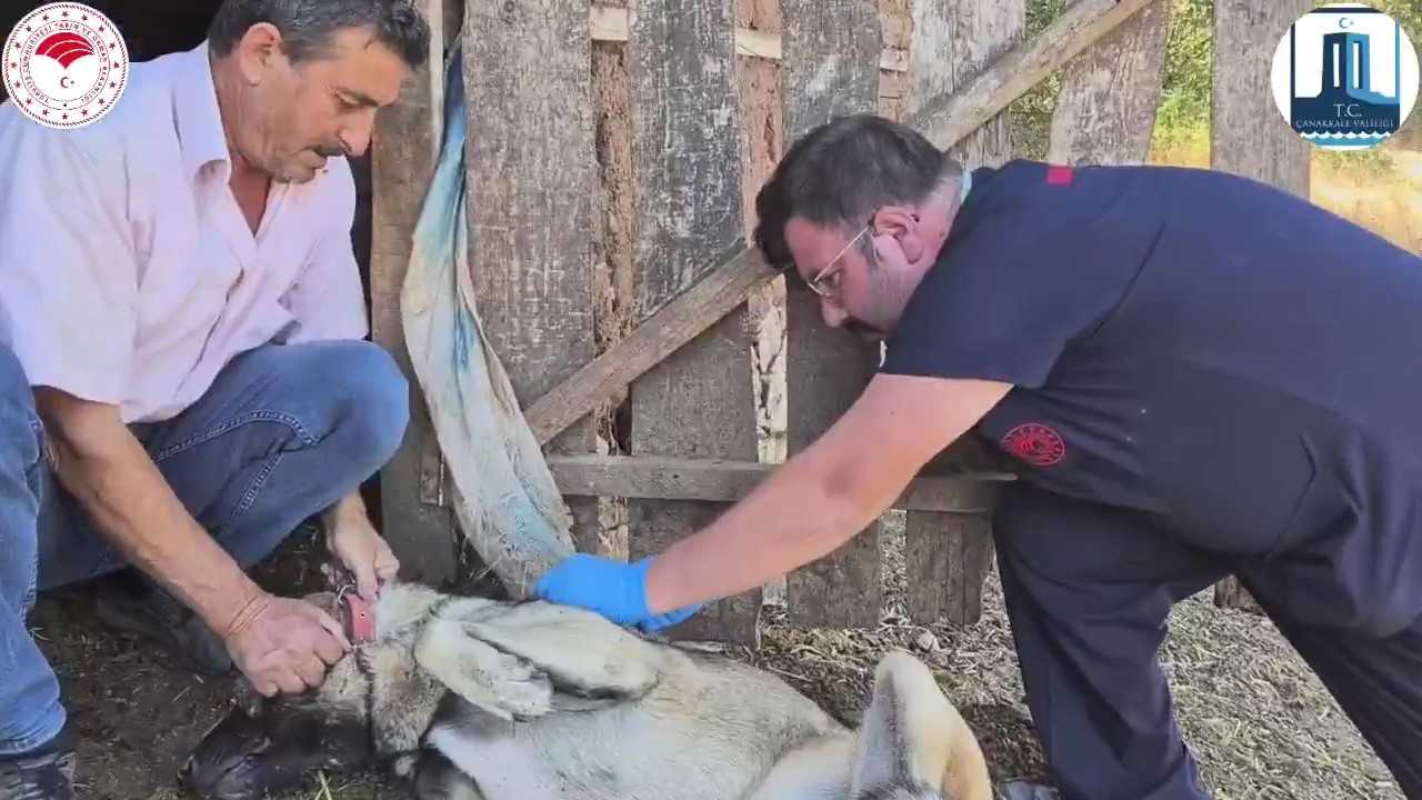 Çanakkale’de ’Sürü Köpeklerine Mikroçip Takılması ve Kimliklendirilmesi Projesi’  hayata geçti