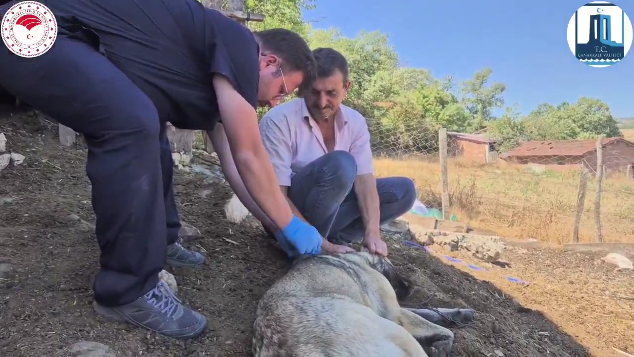 &Ccedil;anakkale&rsquo;de &rsquo;S&uuml;r&uuml; K&ouml;peklerine Mikro&ccedil;ip Takılması ve Kimliklendirilmesi Projesi&rsquo;  hayata ge&ccedil;ti
