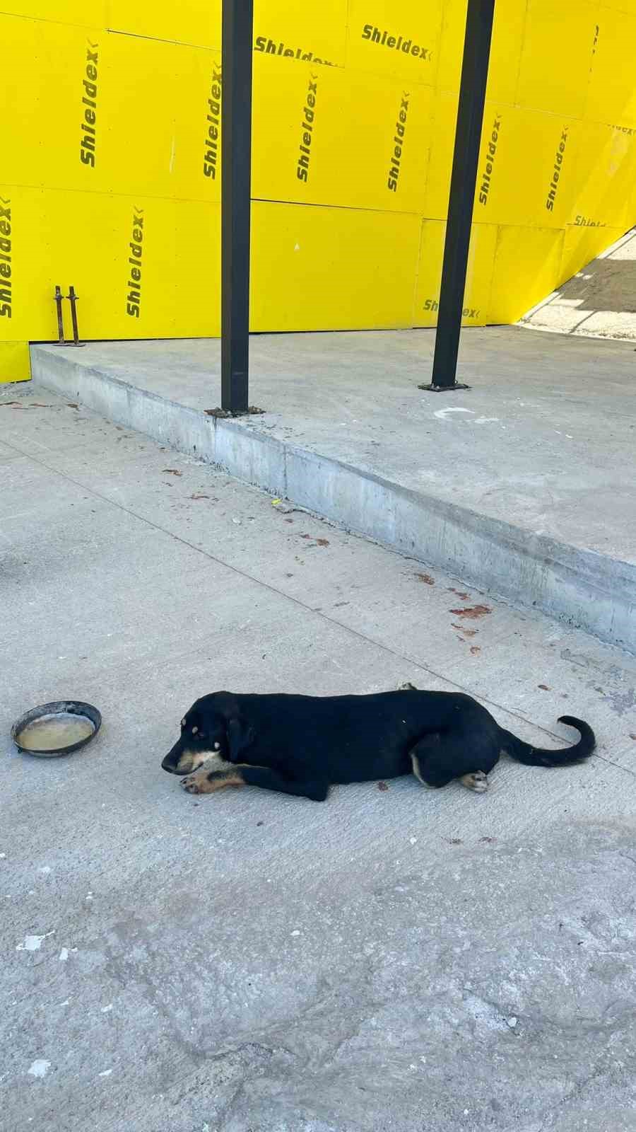 Osmaneli’nde aracın çarptığı köpek ameliyat edildi