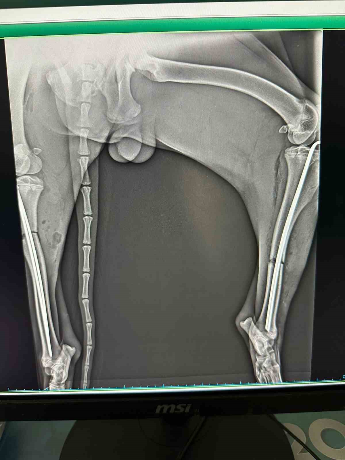 Osmaneli&rsquo;nde aracın &ccedil;arptığı k&ouml;pek ameliyat edildi
