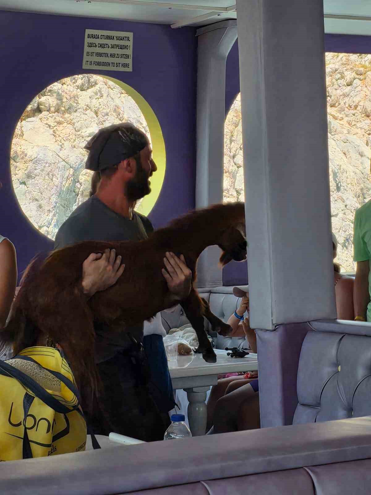 Alanya’da 3 gündür mahsur kalan dağ keçisini tur teknecileri kurtardı