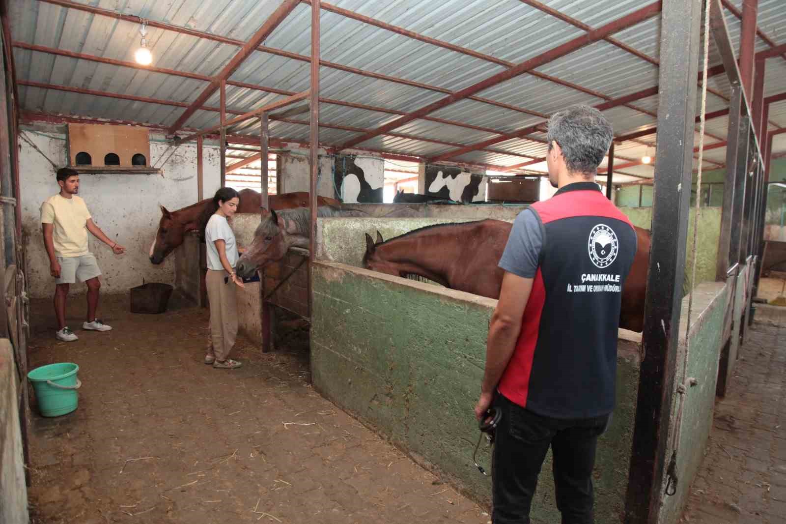 &Ccedil;anakkale&rsquo;deki yangınlarda mahsur kalan hayvanlara sağlık taraması
