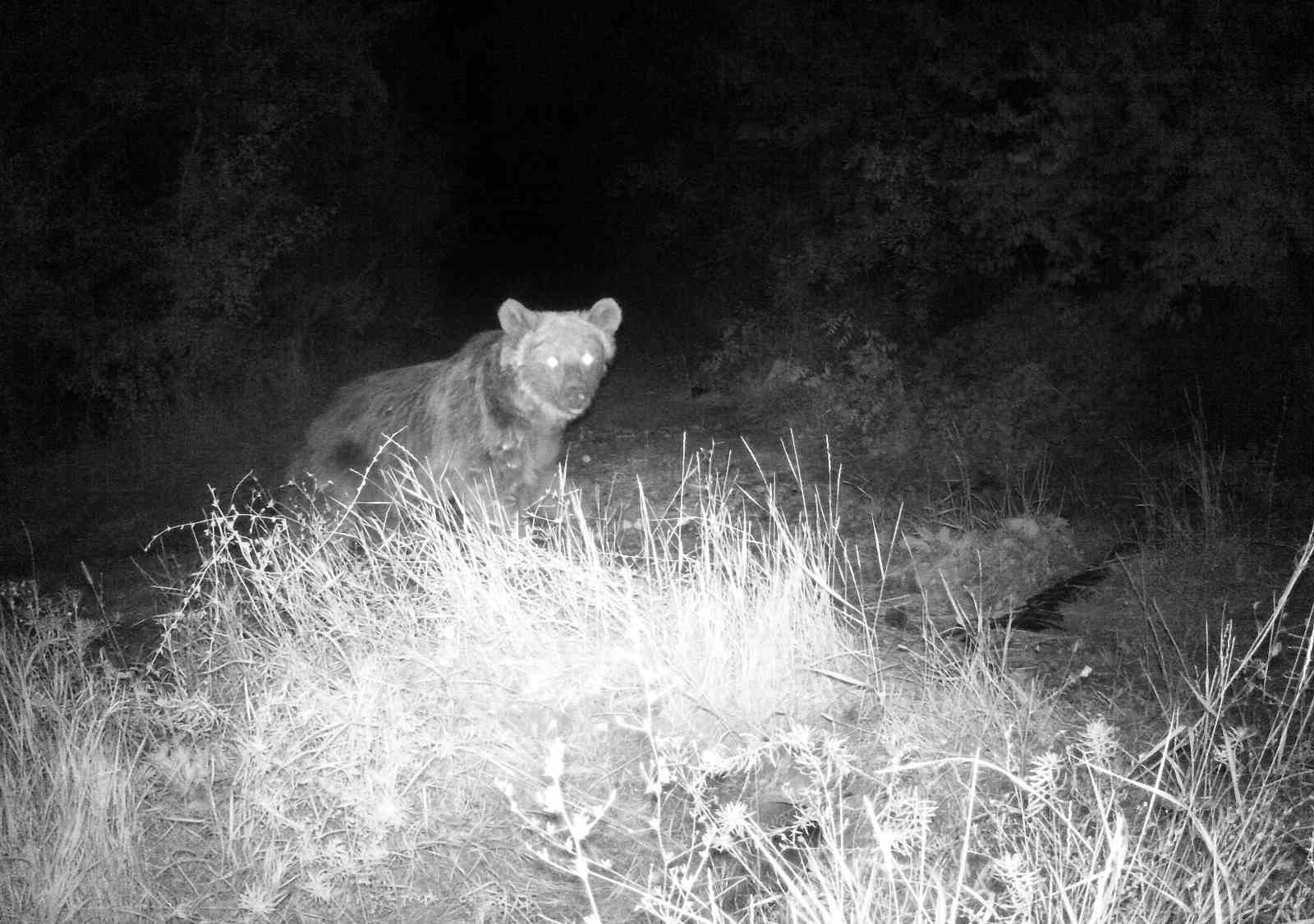 Erzincan’da yaban hayatı fotokapanla görüntüleniyor