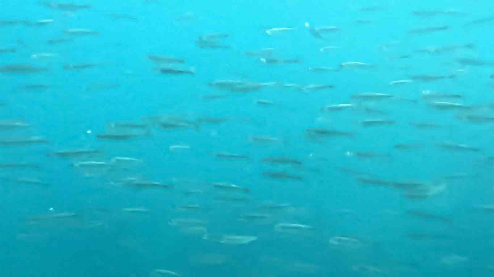 Dünyanın en büyük sodalı gölünde inci kefallerinin sualtı şöleni