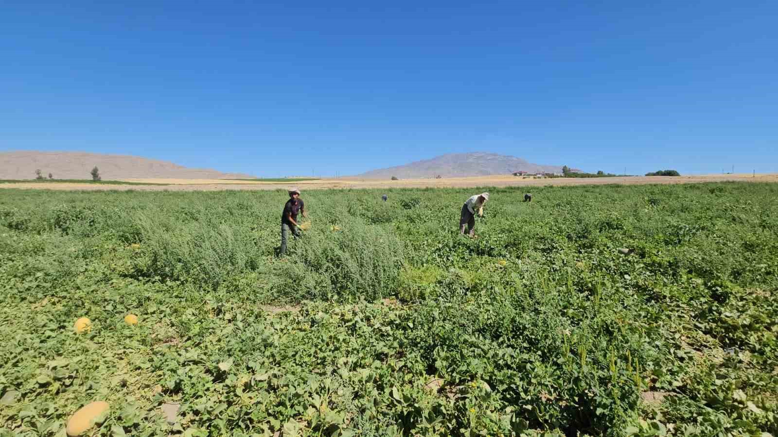 Adilcevaz&rsquo;da kavun hasadı başladı
