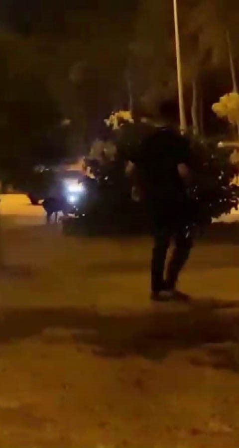 &Ccedil;ukurova &Uuml;niversitesi yerleşkesine domuzlar girdi, vatandaş havlayarak kovaladı
