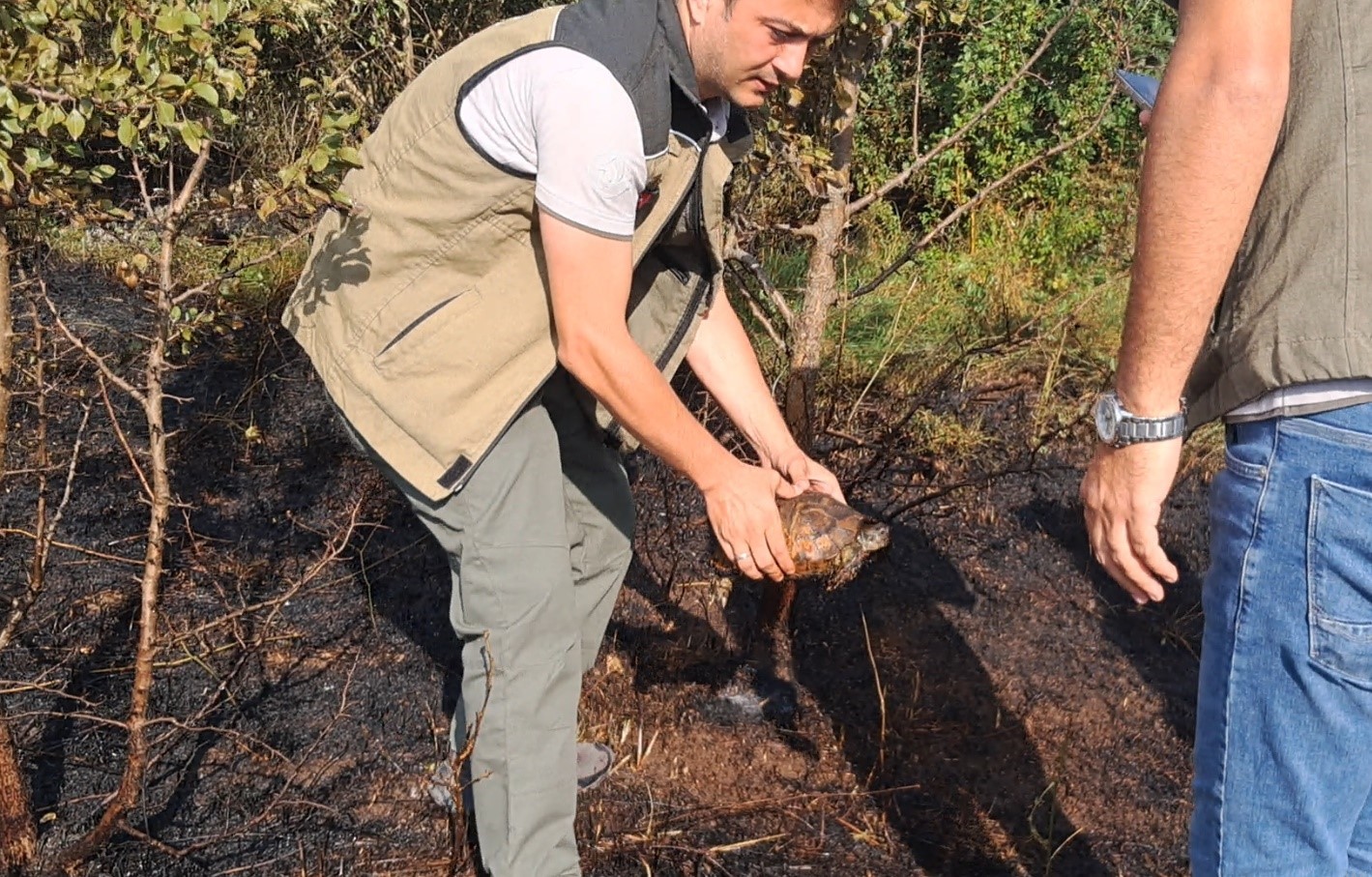 Kaplumbağa yangından son anda kurtarıldı
