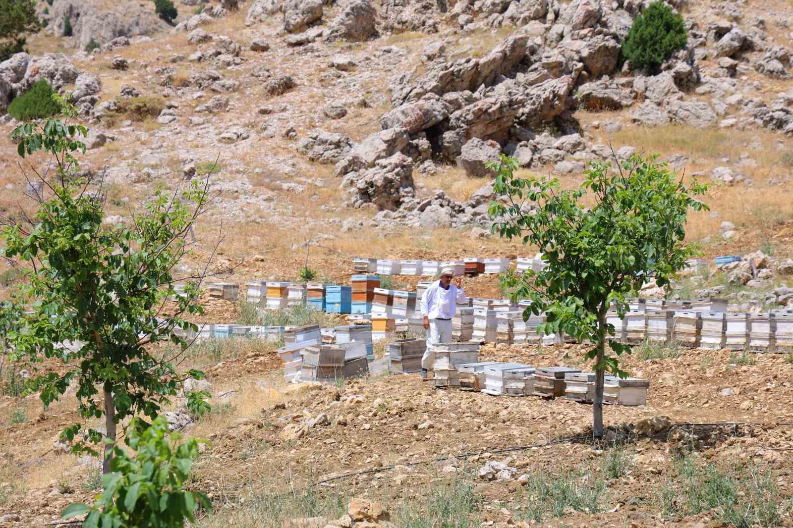 Ağa&ccedil; k&uuml;t&uuml;ğ&uuml;nde doğal bal
