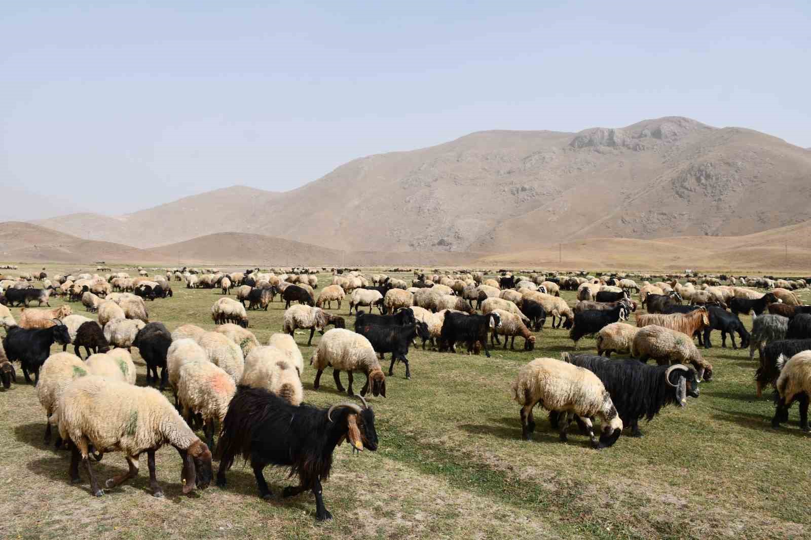 G&ouml;&ccedil;erler yayladan inmeye başladı
