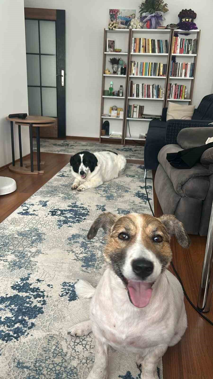 Hatay’dan Ankara’ya uzanan dostluk: Depremzede 2 köpek yeniden bir arada