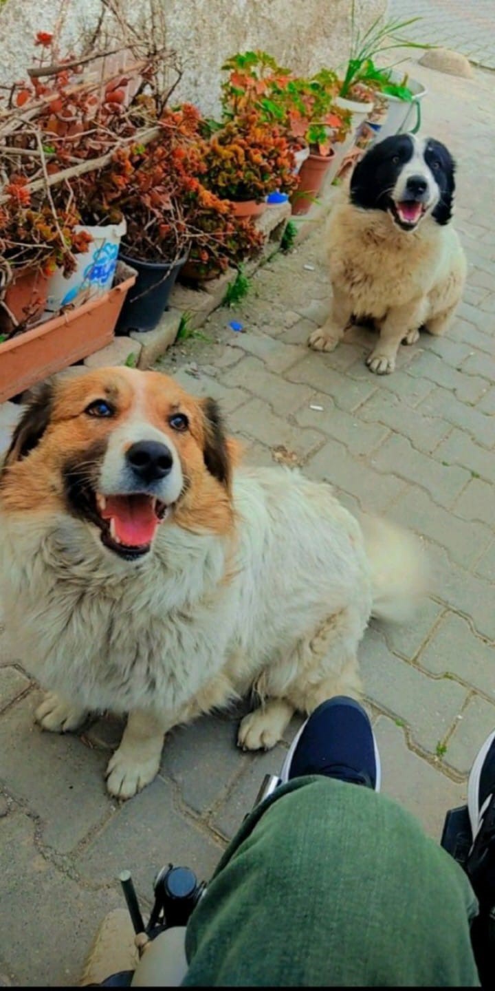 Hatay’dan Ankara’ya uzanan dostluk: Depremzede 2 köpek yeniden bir arada