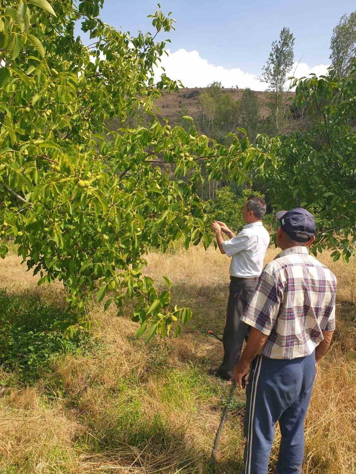 Ceviz ağa&ccedil;larında &ccedil;eşit se&ccedil;imi soruna sebep oldu
