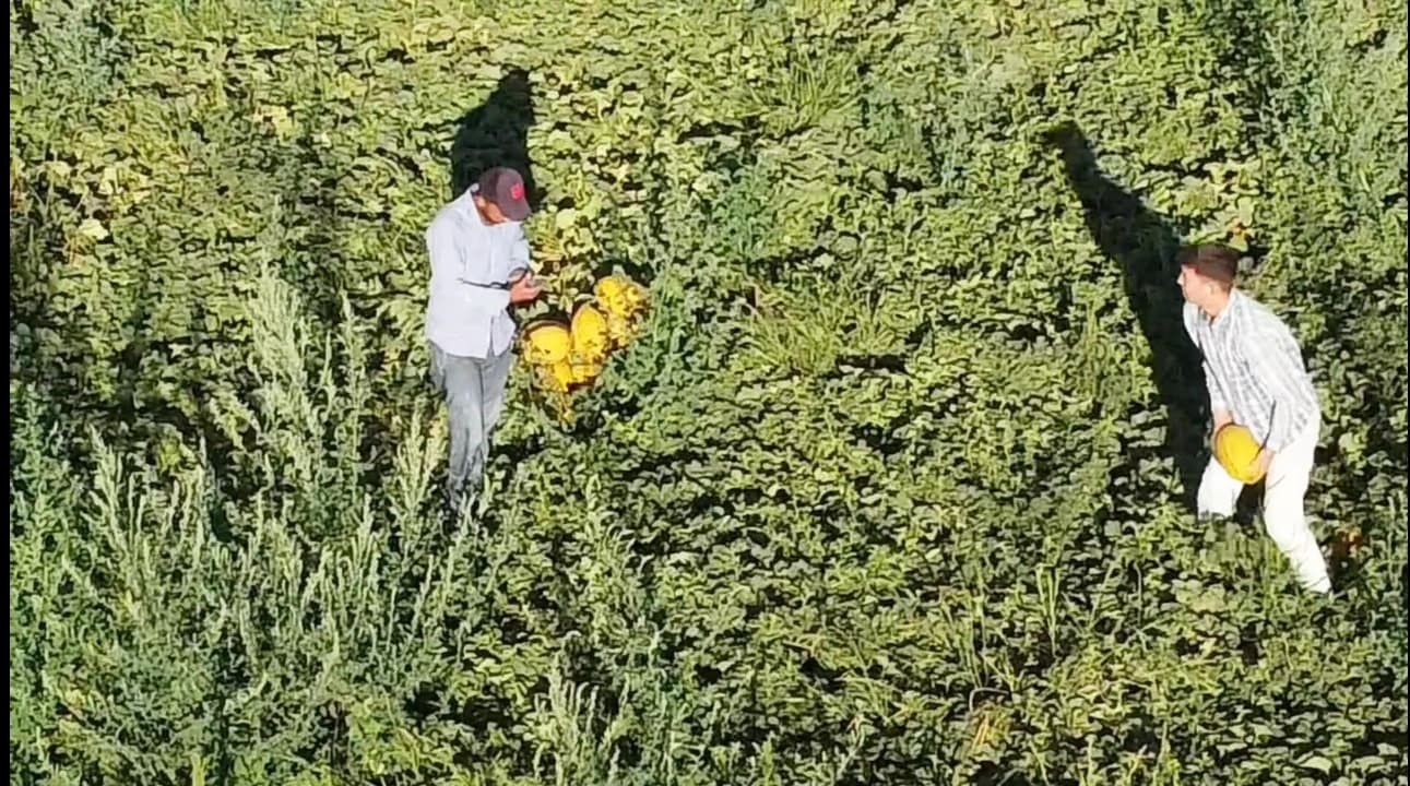 Aksaray’ın kavun ve karpuzu lezzetiyle ilgi görüyor