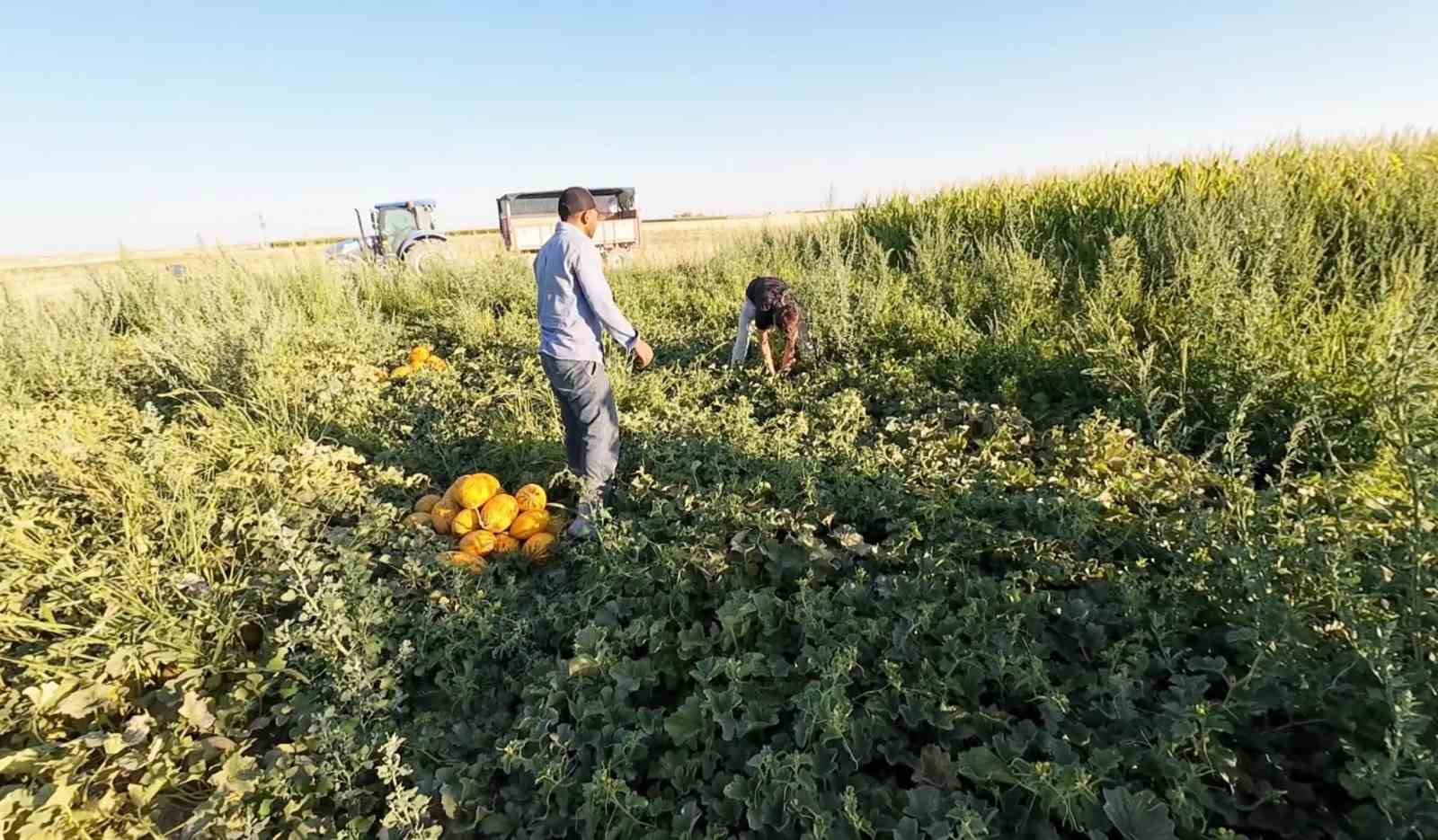 Aksaray&rsquo;ın kavun ve karpuzu lezzetiyle ilgi g&ouml;r&uuml;yor

