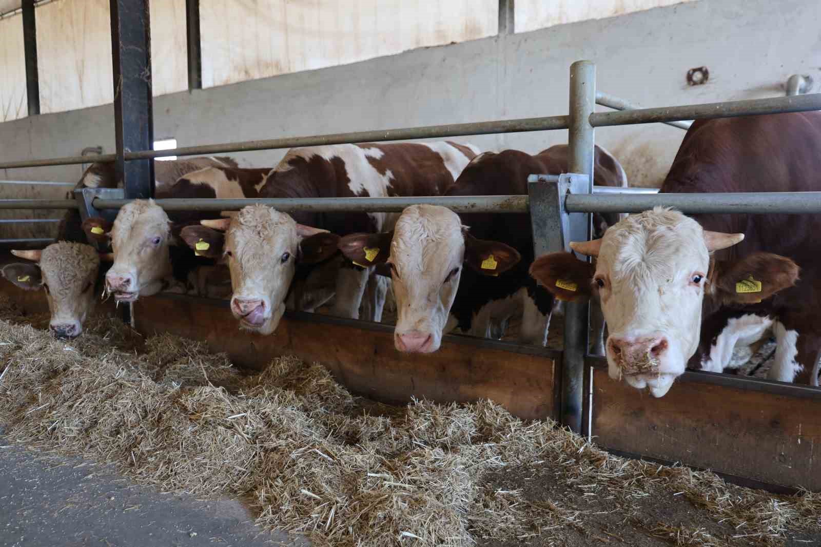 Elazığ Bölge Veterinerler Odası Başkanı Bulut: "Şap hastası olan hayvanın kesilmesinde bir sakınca yoktur"