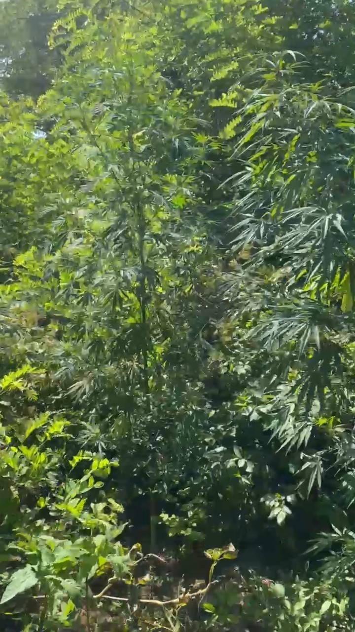 Samsun&rsquo;da jandarma kenevir ve kubar esrar ele ge&ccedil;irdi
