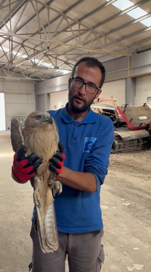 Erciyes&rsquo;te yaralı şahin kurtarıldı
