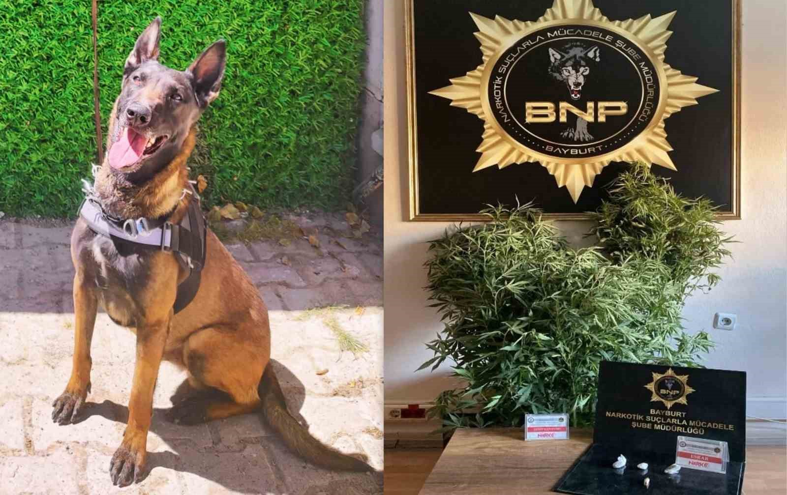 Bayburt’ta ‘Pablo’ uyuşturucuya geçit vermiyor