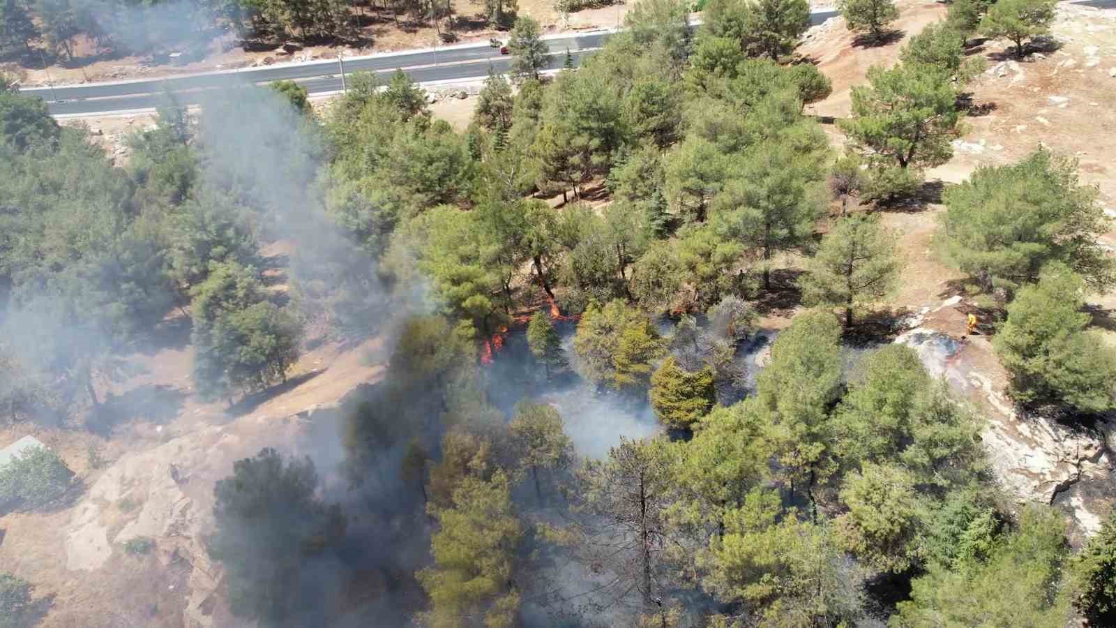 Anız yangını ormanlık alana sıçradı