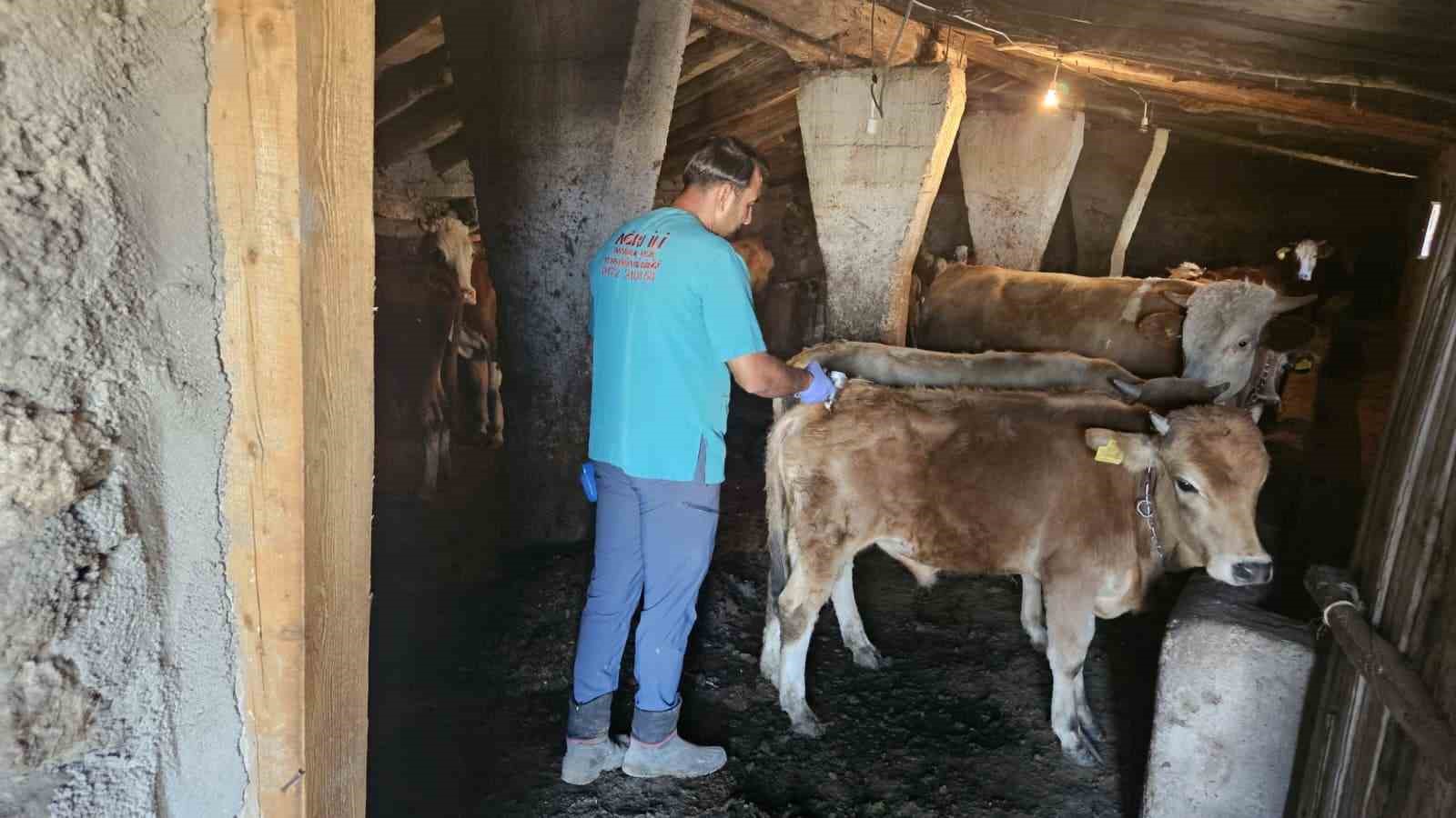 Ağrı’da SAT-1 aşılama çalışmaları aralıksız sürüyor