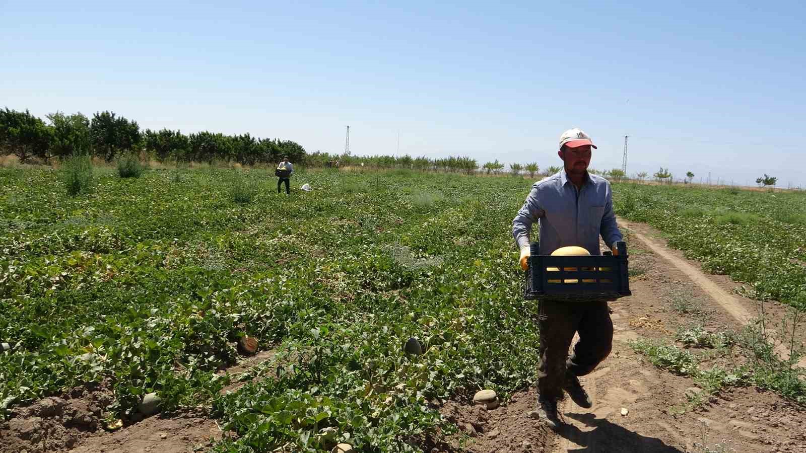 Sıhke kavununun hasadına başlandı
