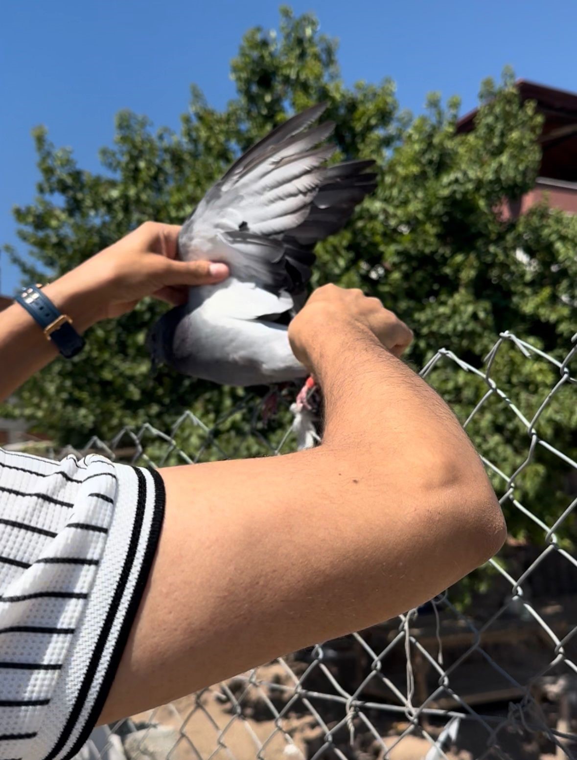 Tellere takılan g&uuml;vercin imdadına muhtar yetişti

