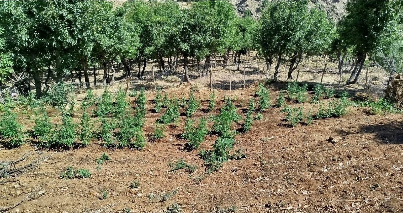 Bingöl’de 8 bin kök kenevir bitkisi ele geçirildi