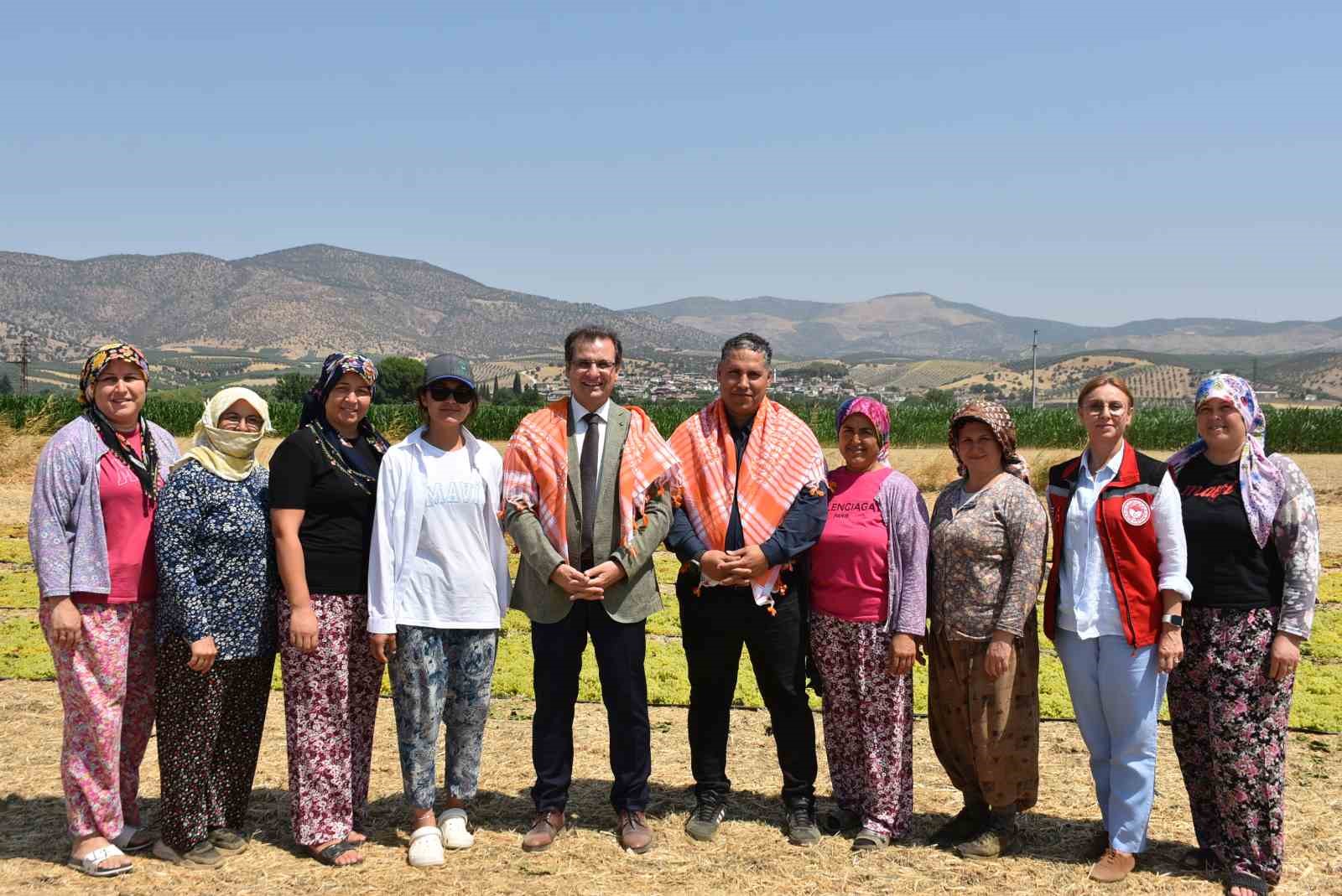 Salihli Kaymakamı G&uuml;ldoğan &uuml;z&uuml;m hasadı yaptı

