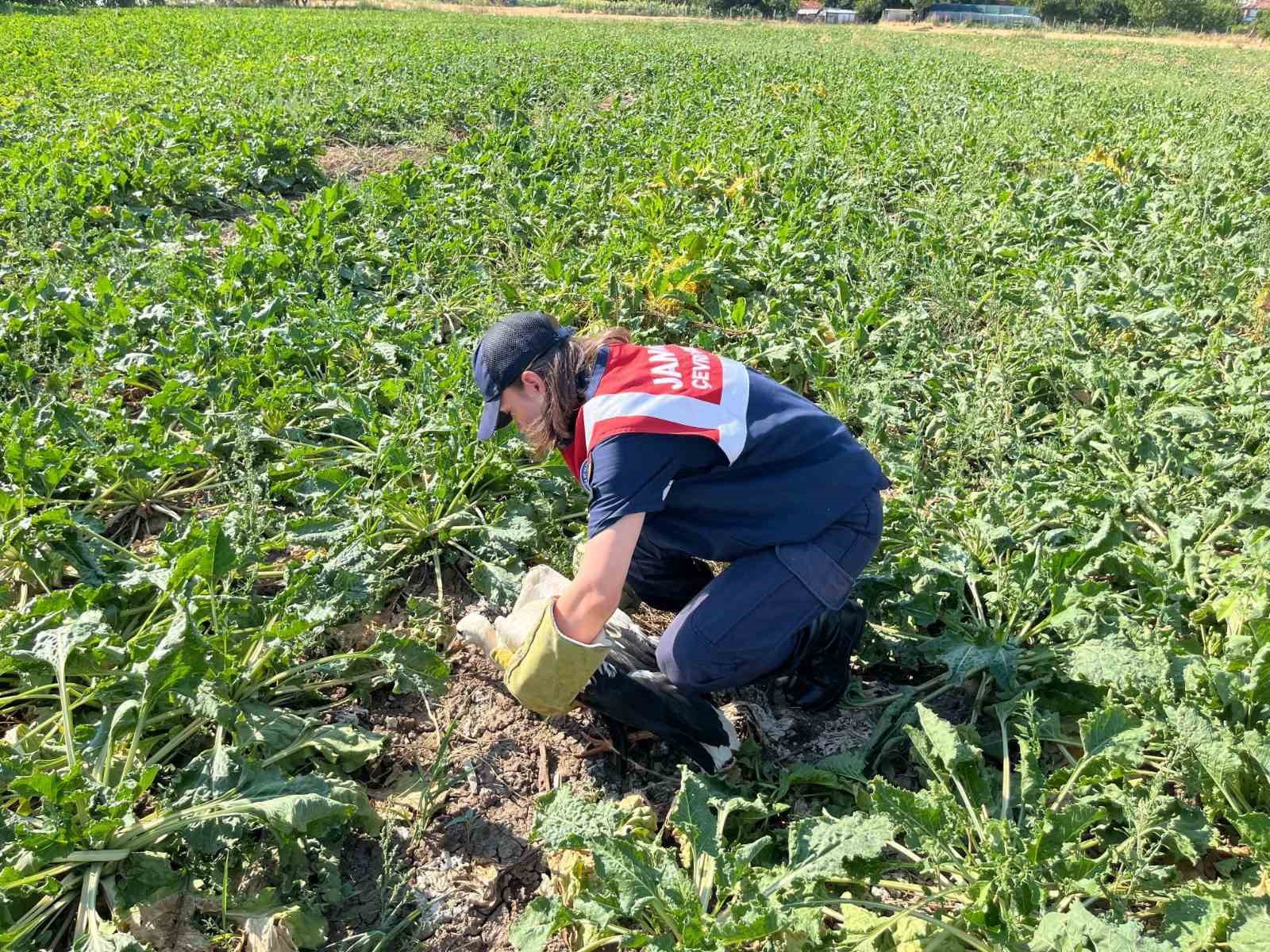 Yaralı leyleğin imdadına jandarma yetişti

