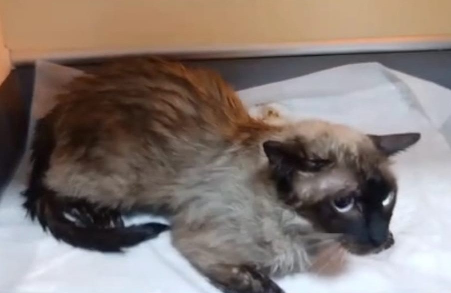 Yangından kurtarılan kediye itfaiye ekiplerinden kalp masajı