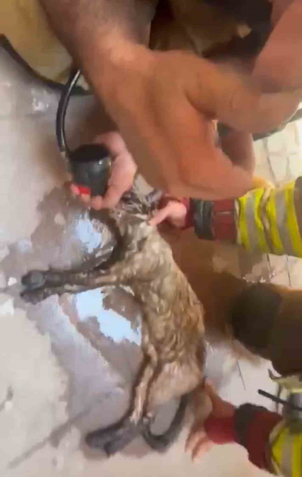 Yangından kurtarılan kediye itfaiye ekiplerinden kalp masajı
