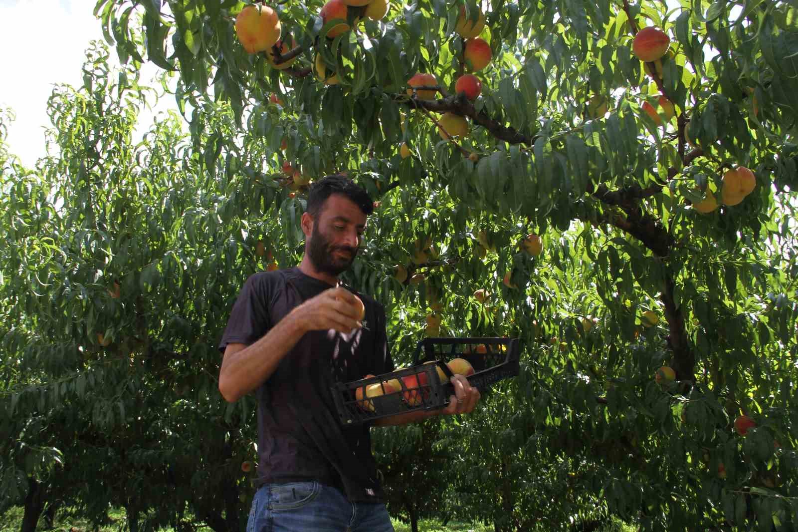 &Ccedil;arşamba şeftalisinde hasat zamanı
