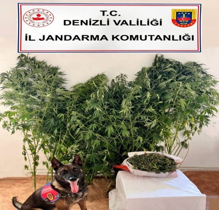 Jandarmanın uyuşturucu operasyonunda 24 kök kenevir, 2,5 kilo esrar ele geçirildi