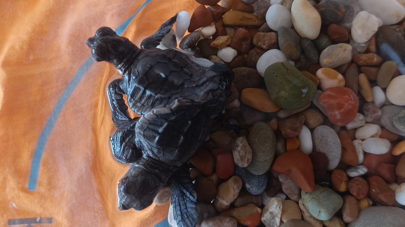 Antalya&rsquo;da bulunan siyam ikizi caretta
