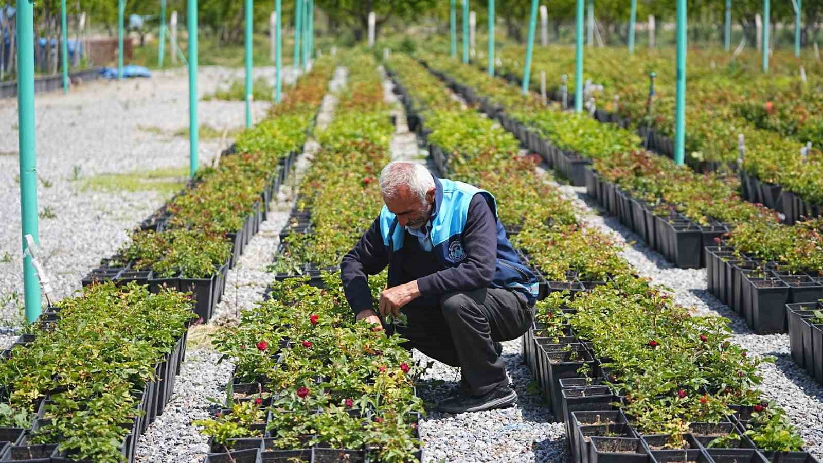 Battalgazi&rsquo;de 210 bin fidan toprakla buluştu
