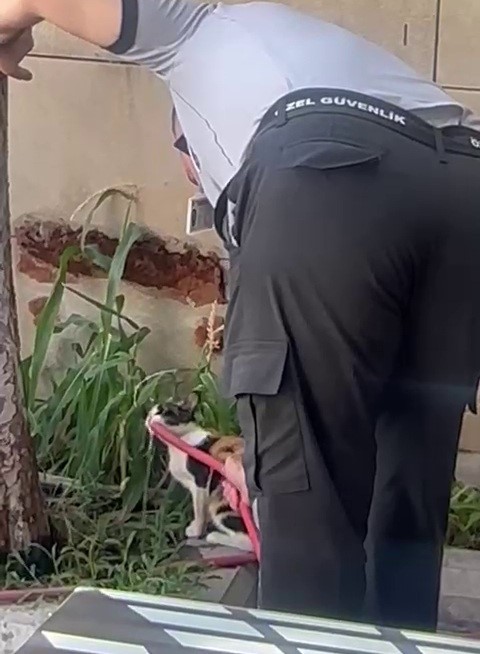 Siirt&rsquo;te sıcaktan bitkin d&uuml;şen kediye g&uuml;venlik g&ouml;revlisi can suyu oldu
