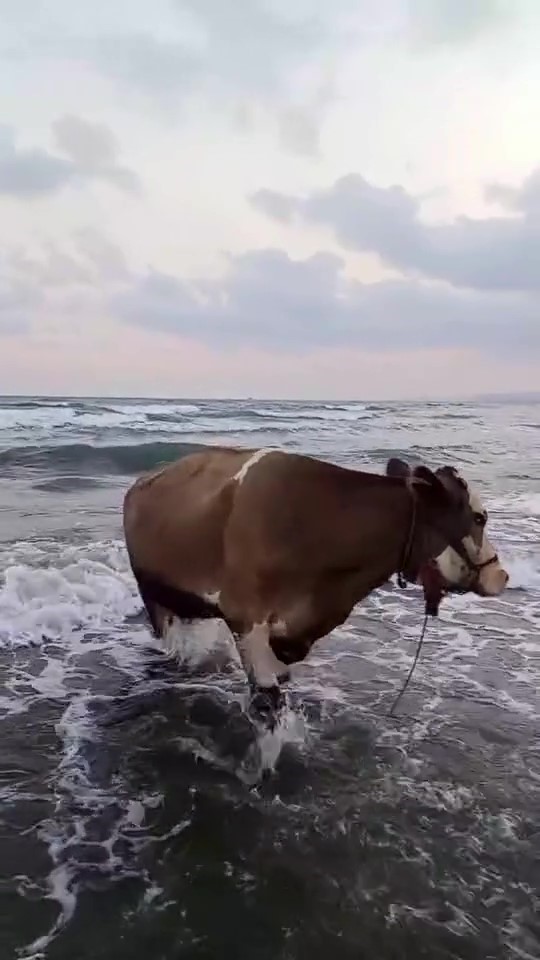 Kavurucu sıcaktan bunalan inek soluğu denizde aldı