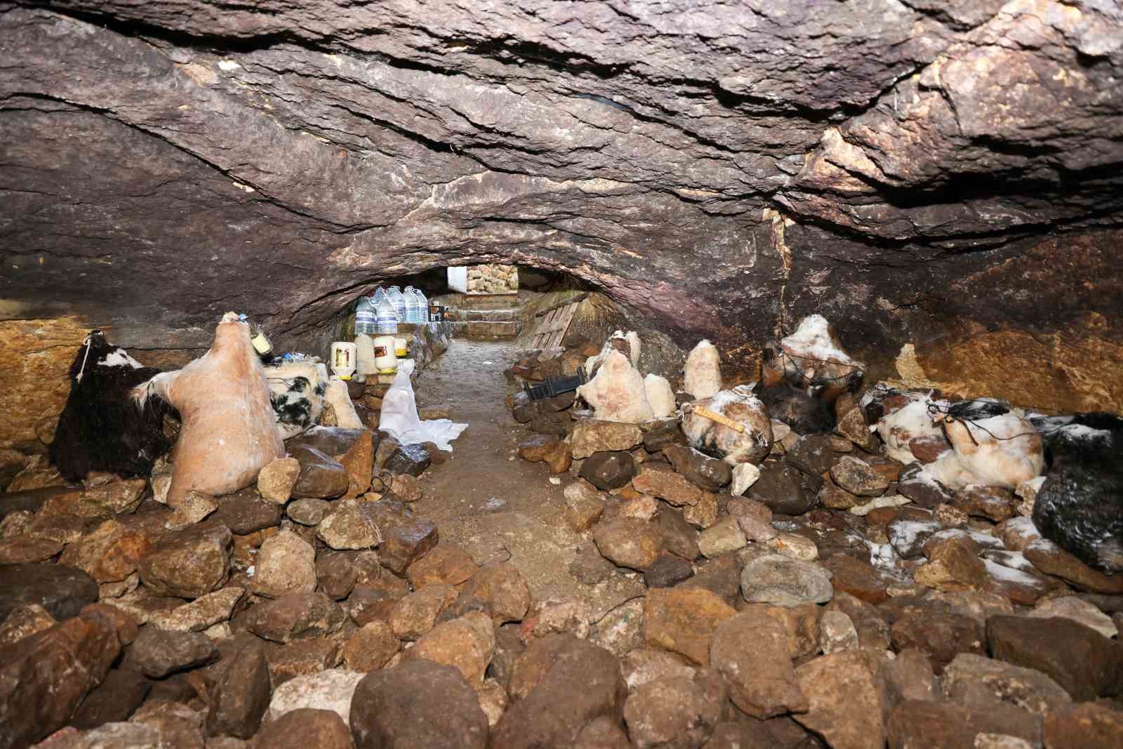 Tulum peynirinin mağaradaki lezzet yolculuğu devam ediyor