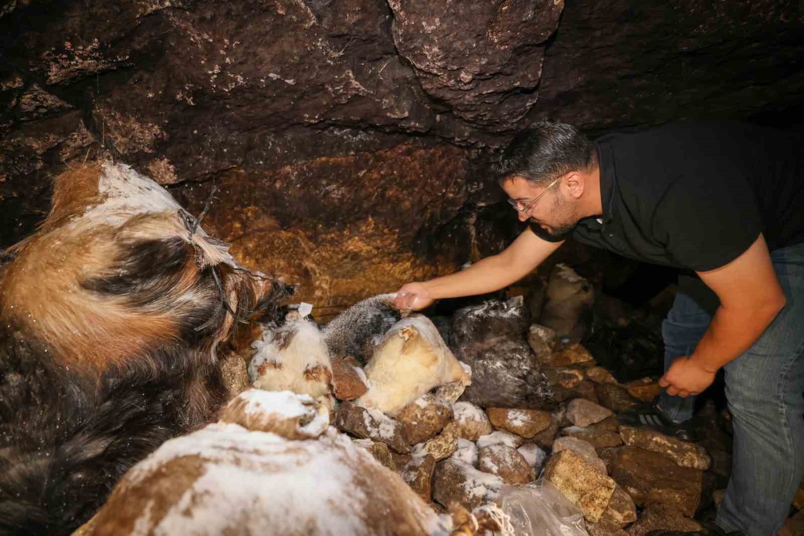Tulum peynirinin mağaradaki lezzet yolculuğu devam ediyor
