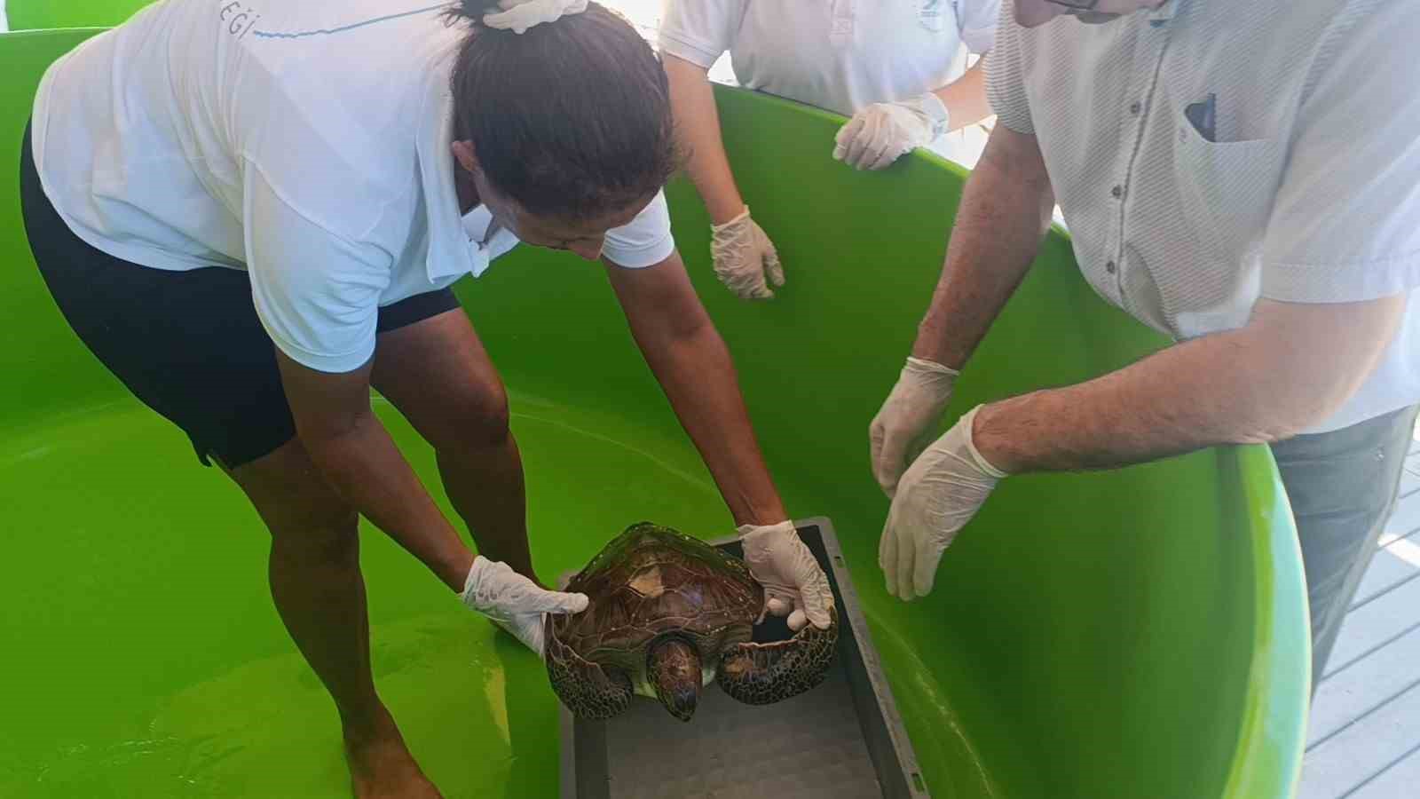 &Uuml;zerine file ve &ccedil;uval dolanıp lenfleri zarar g&ouml;ren Yeşil Deniz Kaplumbağası kurtarıldı
