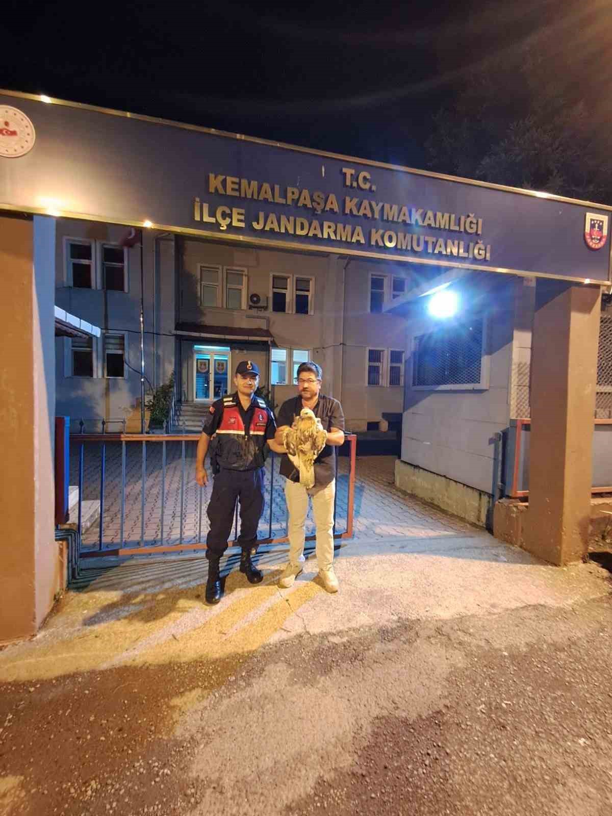 Artvin’de yaralı şahin jandarma ekiplerince kurtarıldı