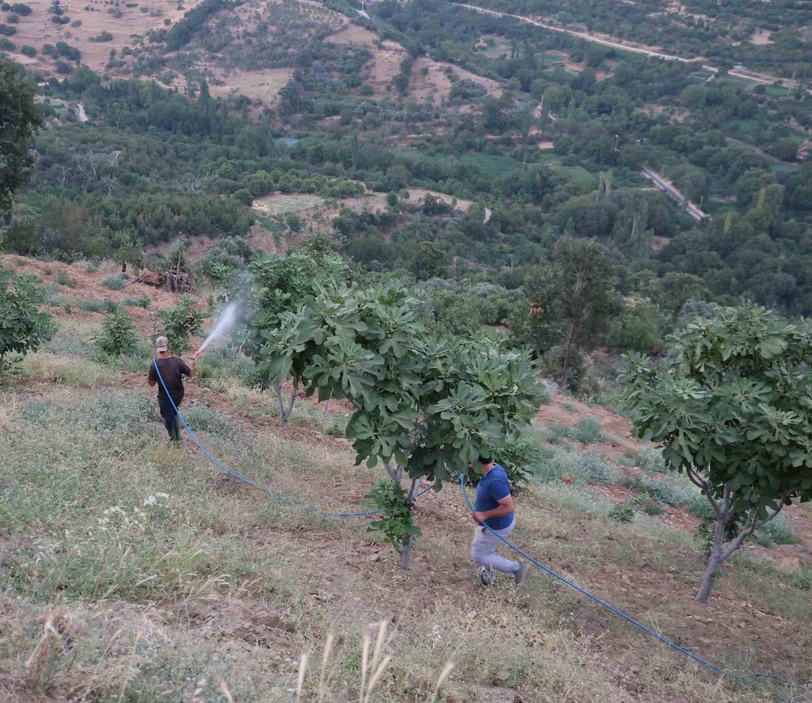 İncir üretiminde Akdeniz meyve sineği sıkıntısı
