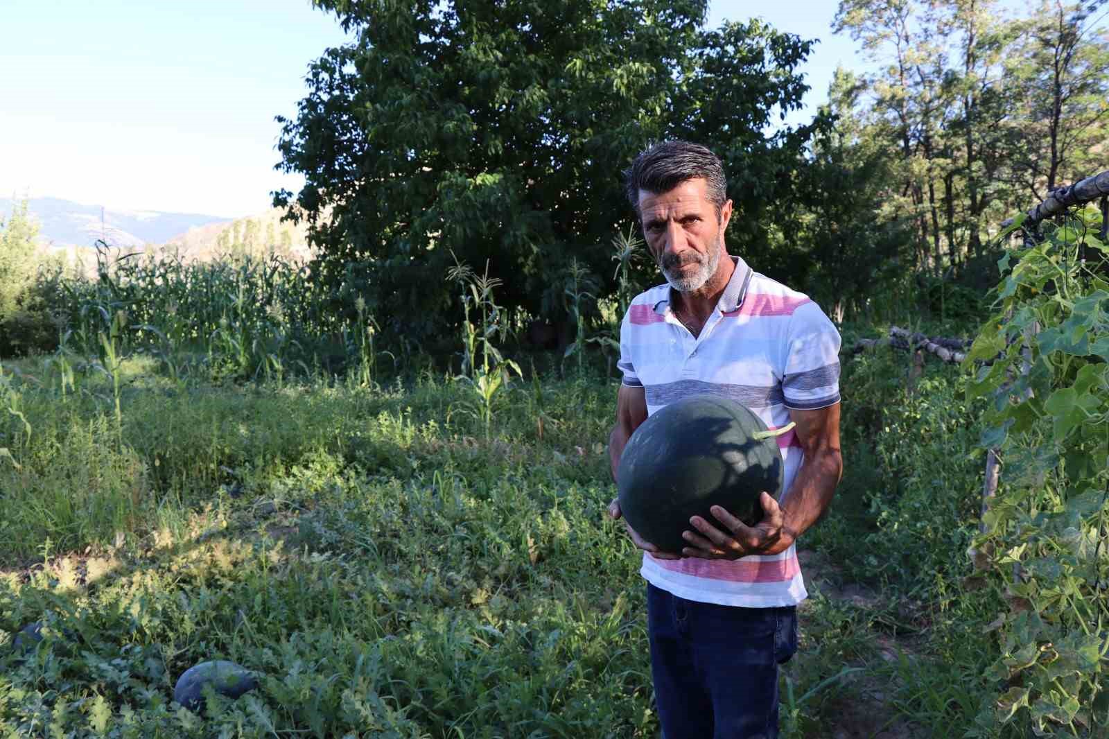 Oltu’da yerli karain karpuzu hasadı başladı