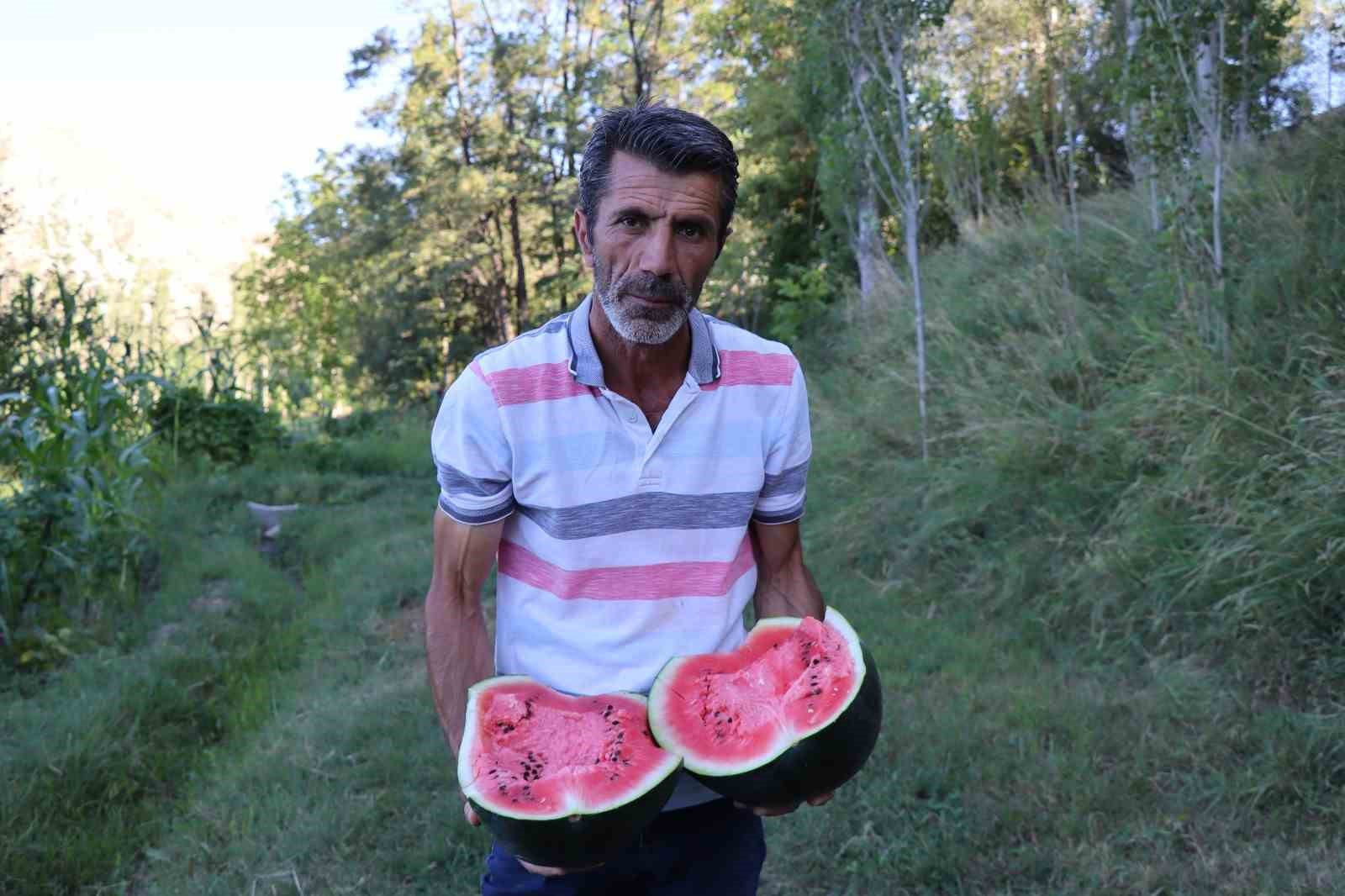 Oltu&rsquo;da yerli karain karpuzu hasadı başladı

