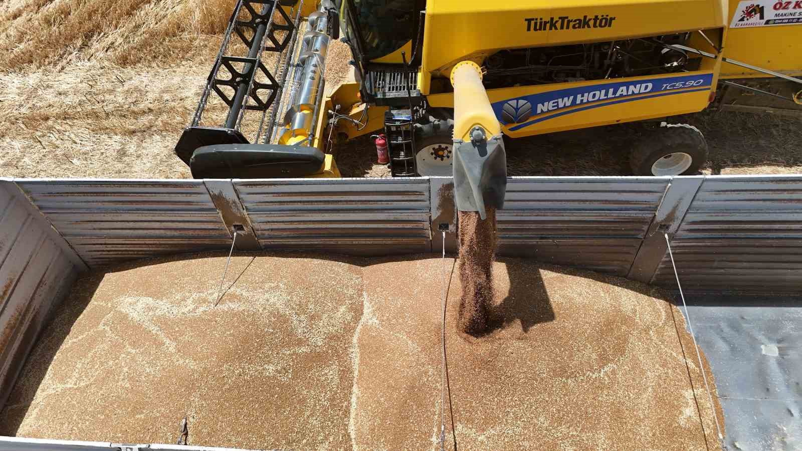 &Ccedil;ift&ccedil;inin emeği &uuml;r&uuml;ne d&ouml;n&uuml;şt&uuml;, hasat mesaisi başladı
